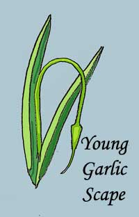 Young garlic scape by Susan Fluegel at Grey Duck Garlic